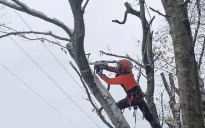 Élagage à Fougerolles : pourquoi choisir un expert pour vos arbres ?
