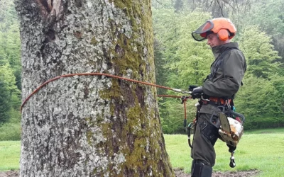 Élagueur grimpeur à Montbéliard : expertise pour vos arbres en hauteur